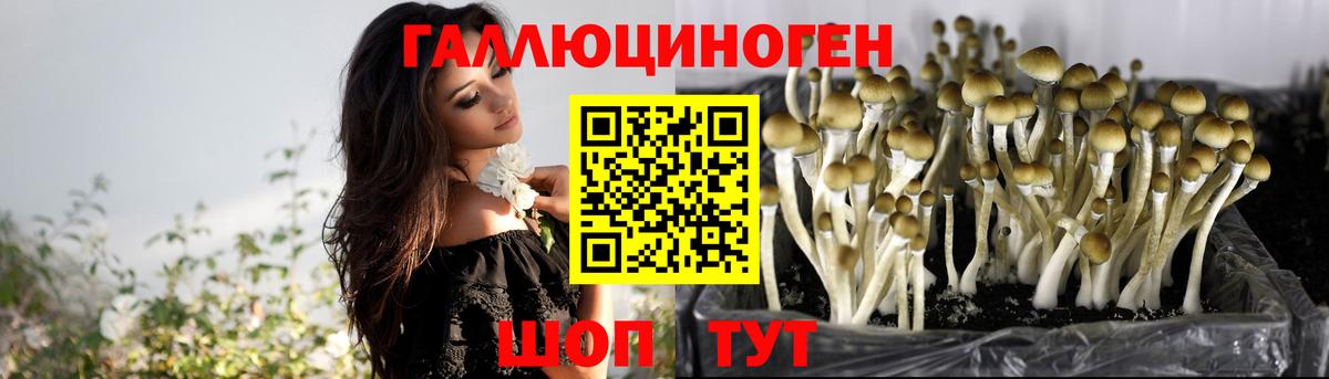 Псилоцибиновые грибы прущие грибы  Псилоцибиновые грибы Cubensis  Десногорск  Вход с VPN 
